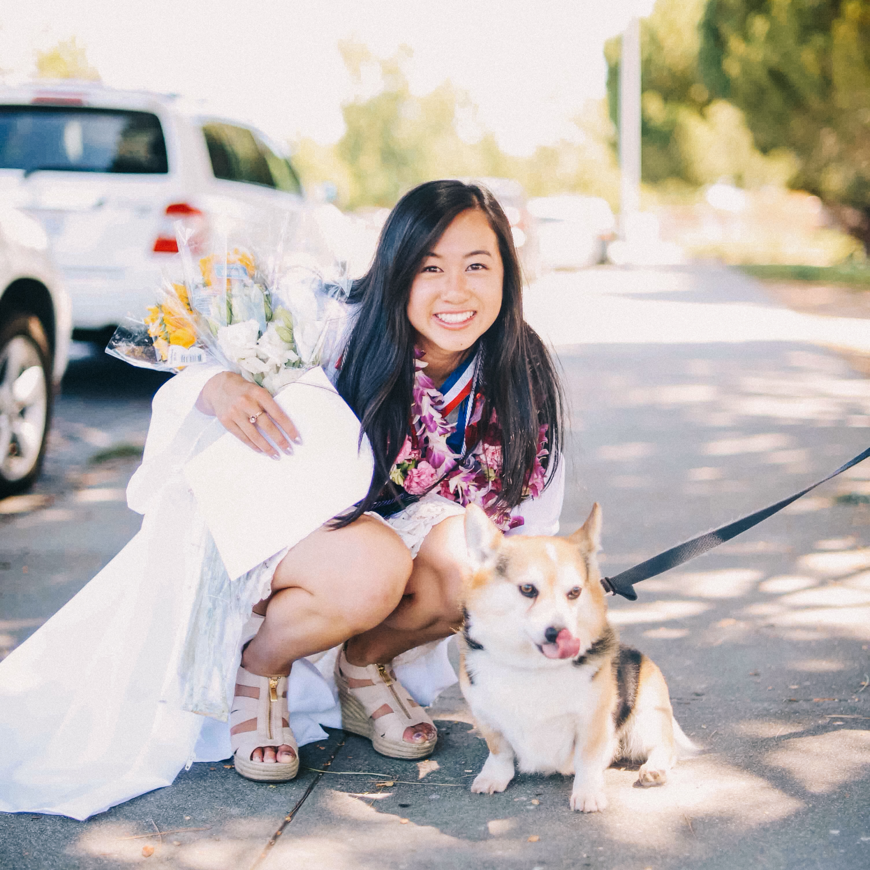 corgi in san jose, 2015
